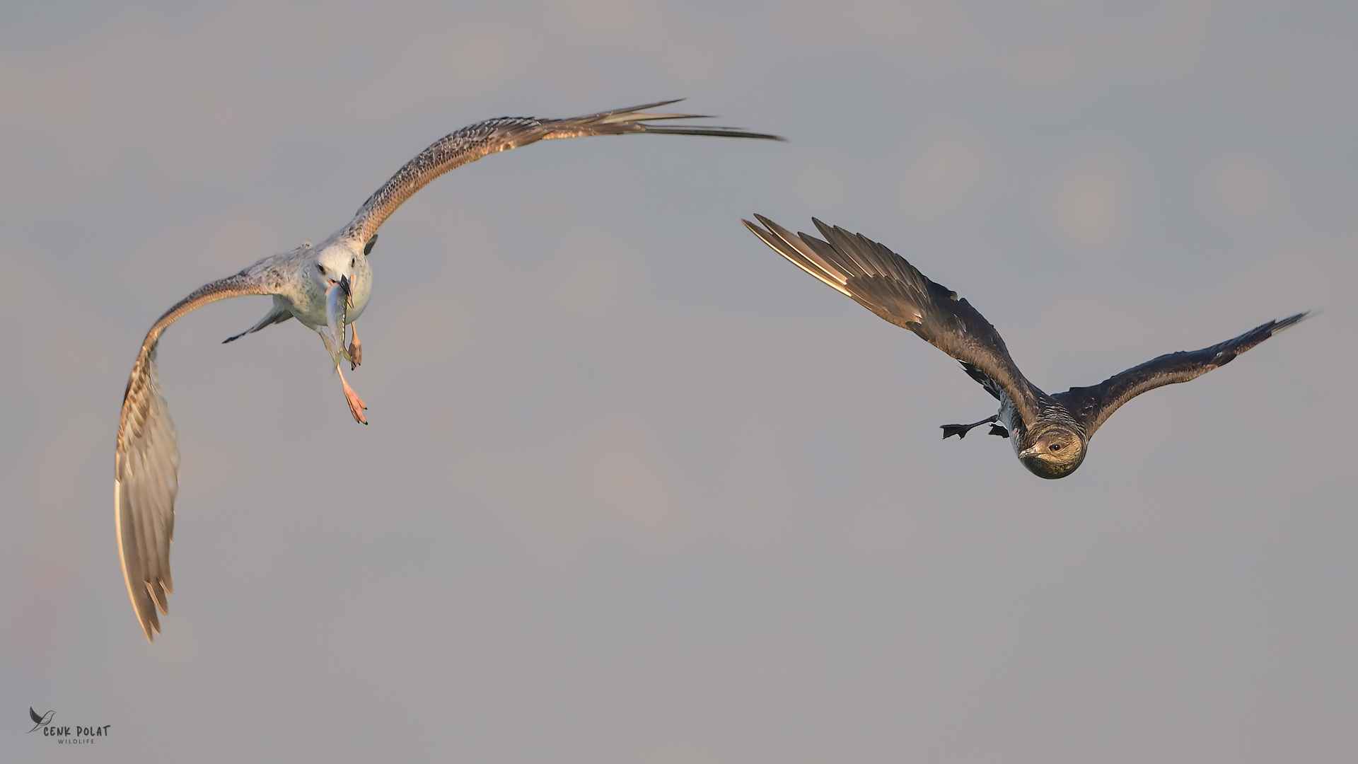 Parasitic Jaeger